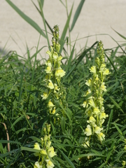 Linaria vulgaris