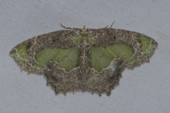 Eucyclodes discipennata