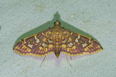 Ischnurges gratiosalis