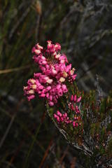 Erica tenella