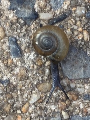 Oxychilus draparnaudi