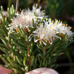Agathosma hookeri