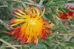 Drosanthemum bicolor