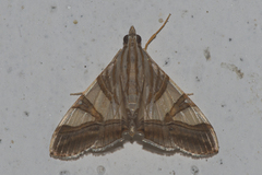 Agrioglypta zelimalis