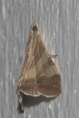 Agrioglypta zelimalis