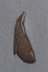 Hemiscopis