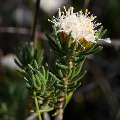 Agathosma hookeri
