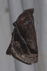 Phocoderma velutina