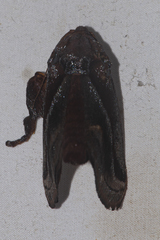 Phocoderma velutina