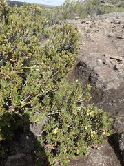 Hyaenanche globosa