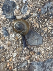 Oxychilus draparnaudi