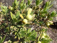 Hyaenanche globosa