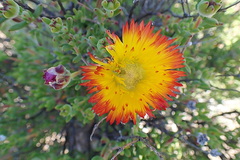 Drosanthemum bicolor