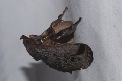 Phocoderma velutina