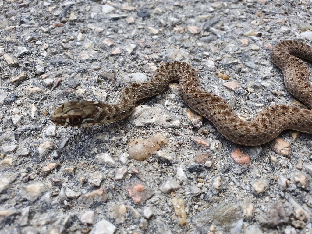 Western Montpellier Snake