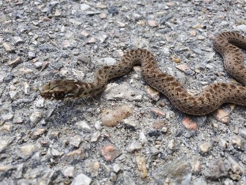 Western Montpellier Snake