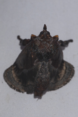 Phocoderma velutina