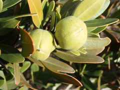 Hyaenanche globosa