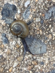 Oxychilus draparnaudi