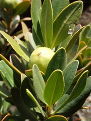 Hyaenanche globosa