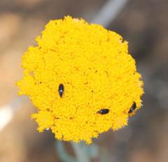 Helichrysum hebelepis