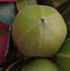 Hyaenanche globosa