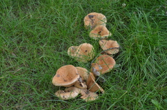 Lactarius acerrimus
