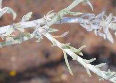 Helichrysum hebelepis
