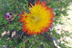 Drosanthemum bicolor