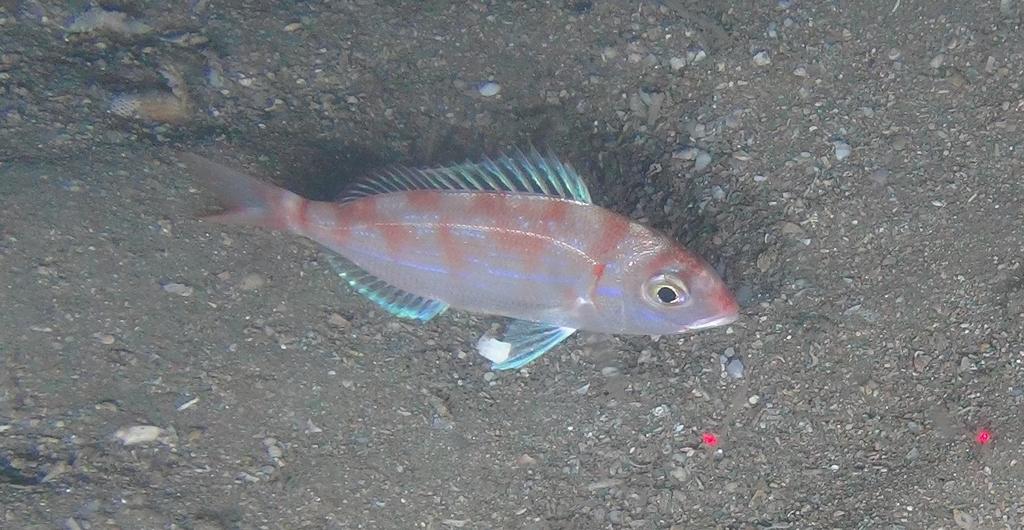 Natal Pandora