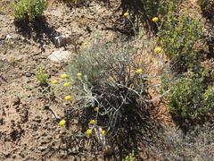 Helichrysum hebelepis