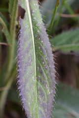 Cirsium pannonicum