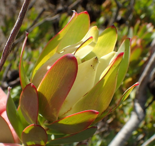 Image of Leucadendron procerum by (c) Nicola van Berkel, some rights reserved (CC BY-SA)