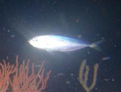 Alepes djedaba