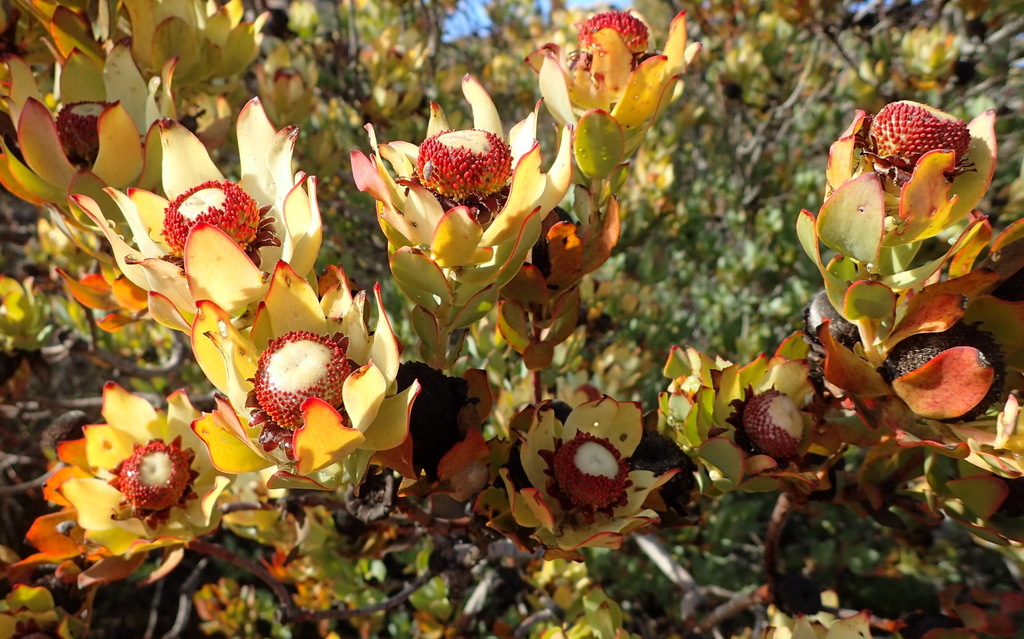 Sunshine Conebushes