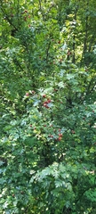 Crataegus