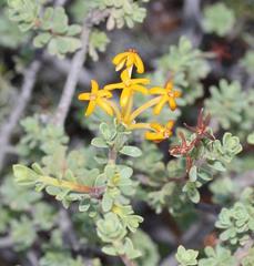 Lasiosiphon deserticola