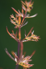 Asperula purpurea