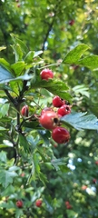 Crataegus