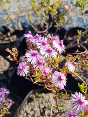 Lampranthus scaber