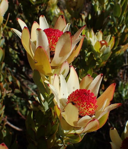 Image of Leucadendron procerum by (c) Nicola van Berkel, some rights reserved (CC BY-SA)