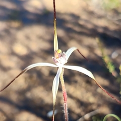 Caladenia polychroma