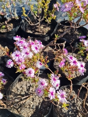 Lampranthus scaber