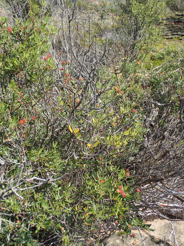 Image of Phylica oleifolia by (c) Nicola van Berkel, some rights reserved (CC BY-SA)