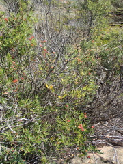Phylica oleifolia