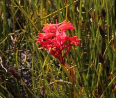Disa ferruginea