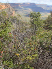 Phylica oleifolia
