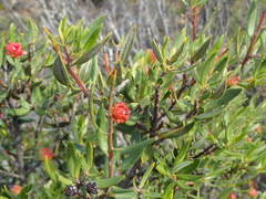 Phylica oleifolia