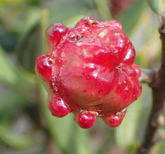 Phylica oleifolia