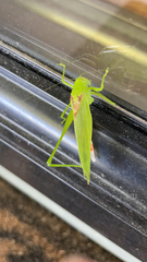 Amblycorypha rotundifolia